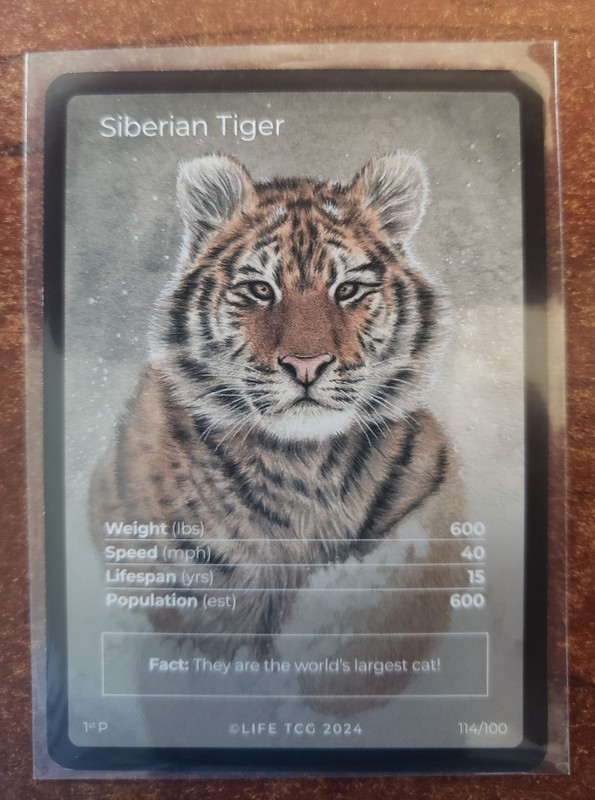 Life TCG 2024 1st Edition Mammals Promo Siberian Tiger Full Art 114/100 Ra